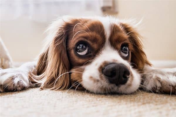 梦见吃狗肉是什么预兆 梦见吃狗肉是什么预兆