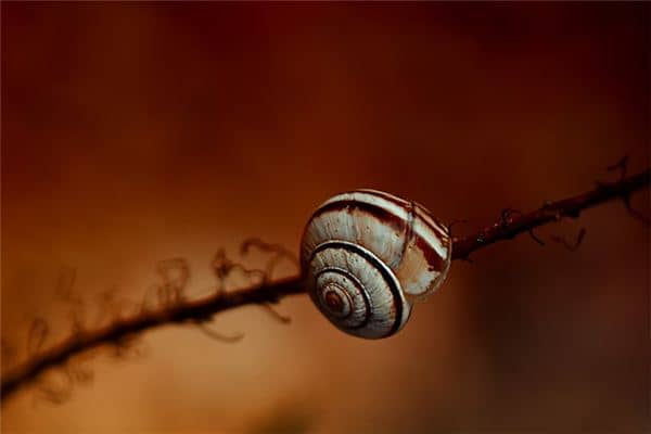 梦见捡田螺是什么预兆 梦见捡田螺是什么预兆