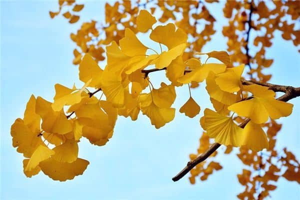 梦见银杏树是什么预兆 梦见银杏树是什么预兆