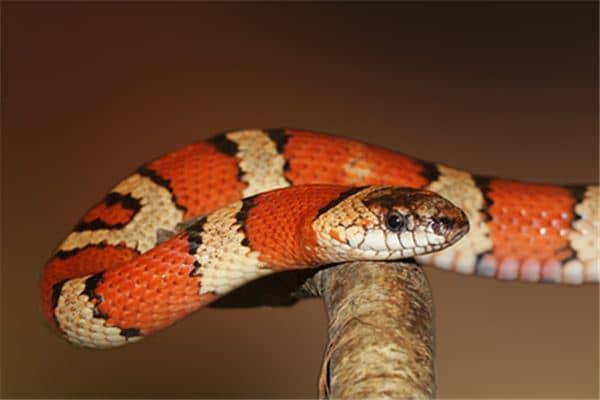 梦见抓住蛇是什么意思 梦见抓住蛇是什么意思