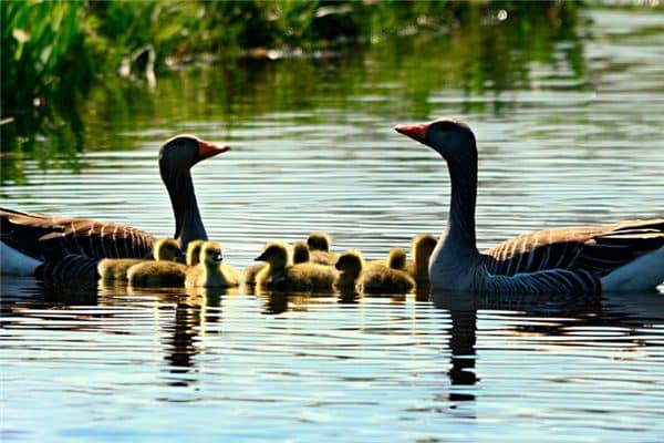 梦见被鹅咬是什么意思 梦见被鹅咬是什么意思