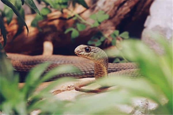 梦见蛇出洞是什么意思 梦见蛇出洞是什么意思