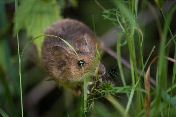 梦见老鼠咬是什么意思 梦见老鼠咬是什么意思