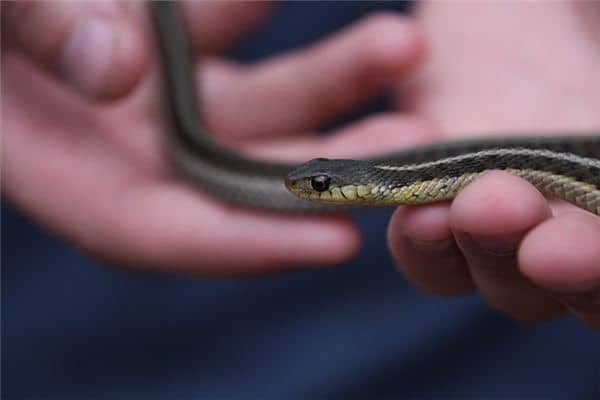 梦见打死蛇是什么预兆 梦见打死蛇是什么预兆