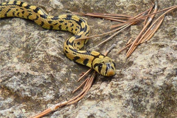 梦见大黄蛇是什么意思 梦见大黄蛇是什么意思