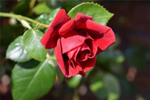 梦见月季花是什么预兆 梦见月季花是什么预兆