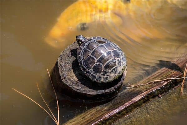 梦见吃乌龟是什么意思 梦见吃乌龟是什么意思