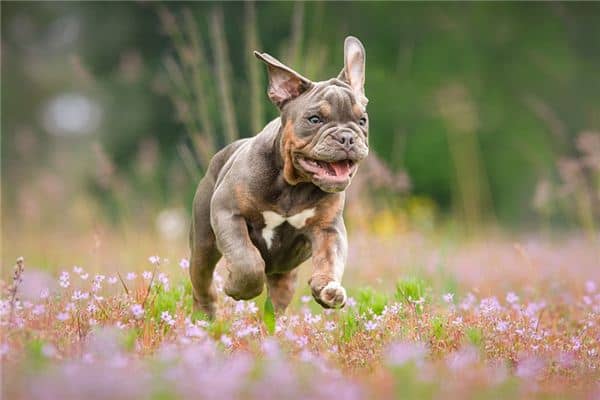 梦见狗追人是什么意思 梦见狗追人是什么意思