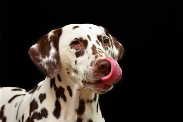 梦见狗咬脚是什么预兆 梦见狗咬脚是什么预兆