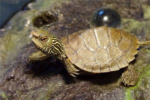 梦到乌龟咬自己 梦到乌龟咬自己