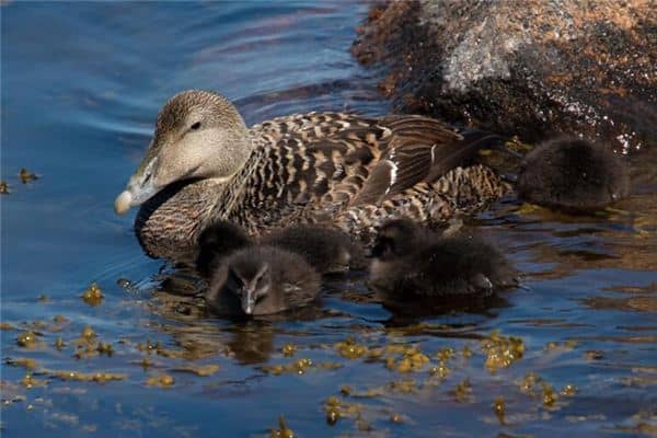 梦见野鸭子是什么意思 梦见野鸭子是什么意思