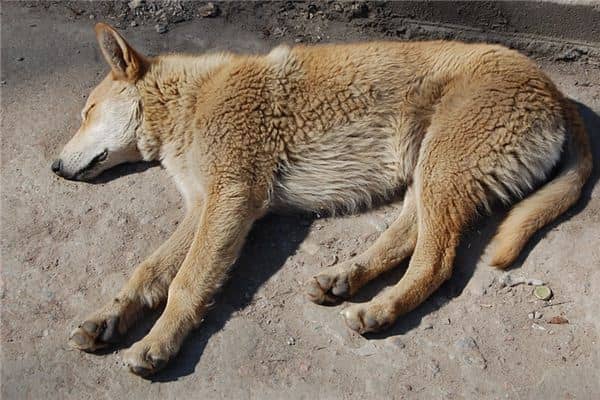 梦见狗死了是什么预兆 梦见狗死了是什么预兆