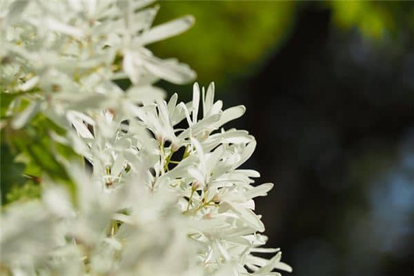 梦见桂花树是什么意思 梦见桂花树是什么意思