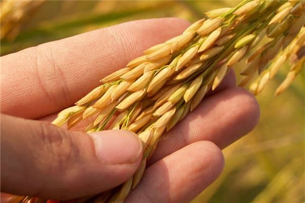 梦见割稻谷 梦见割稻谷