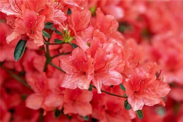 梦见杜鹃花是什么预兆 梦见杜鹃花是什么预兆