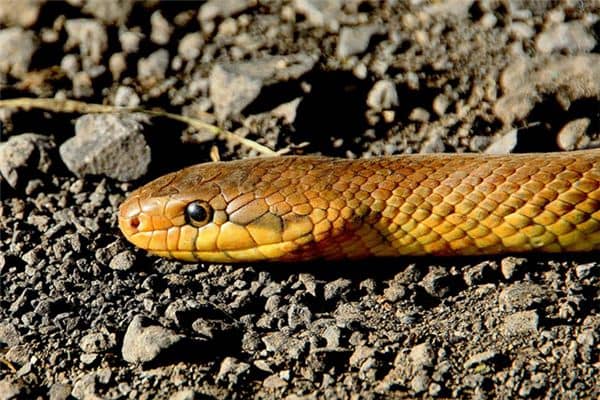 梦见蛇进洞是什么意思 梦见蛇进洞是什么意思