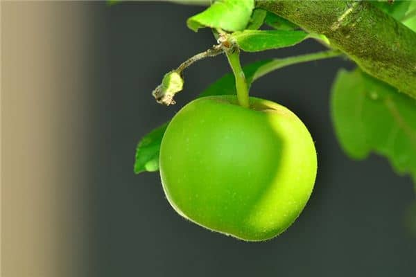 梦见青苹果是什么意思 梦见青苹果是什么意思