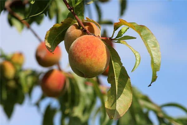 梦见摘桃子是什么预兆 梦见摘桃子是什么预兆