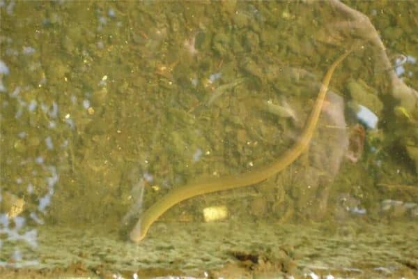 梦见杀黄鳝是什么意思 梦见杀黄鳝是什么意思