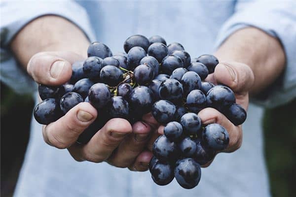 梦见买葡萄是什么意思 梦见买葡萄是什么意思