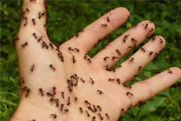 梦见蚂蚁咬人是什么意思 梦见蚂蚁咬人是什么意思