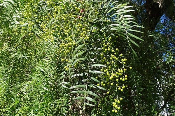 梦见花椒树是什么意思 梦见花椒树是什么意思