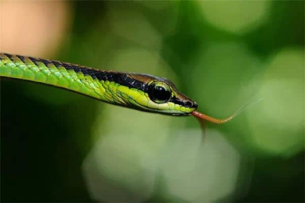 梦见蛇脱皮是什么意思 梦见蛇脱皮是什么意思