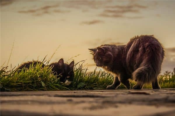 梦见杀死猫是什么意思 梦见杀死猫是什么意思