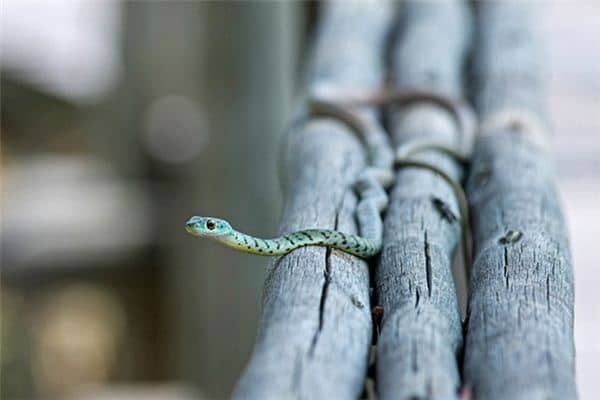 梦见小花蛇是什么意思 梦见小花蛇是什么意思