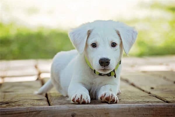 梦见被狗抓是什么意思 梦见被狗抓是什么意思