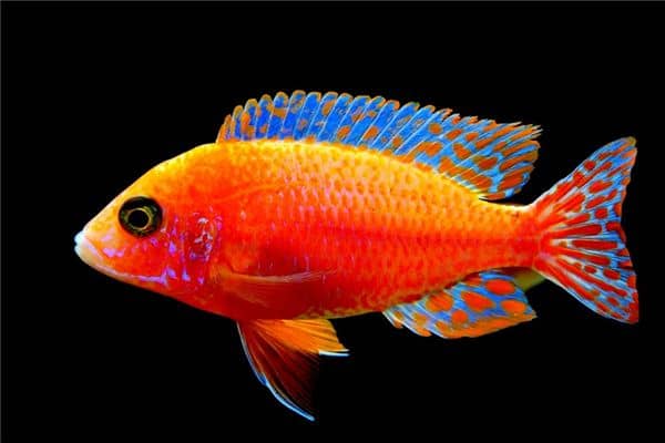 梦见鱼跑了是什么意思 梦见鱼跑了是什么意思