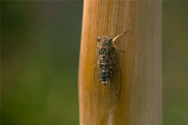 梦见捉金蝉是什么意思 梦见捉金蝉是什么意思