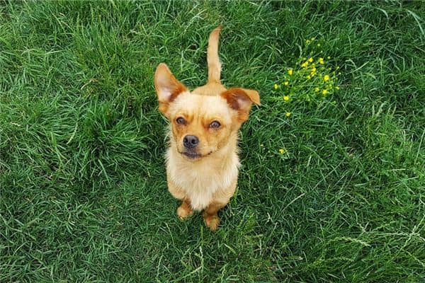 梦见大黄狗 梦见大黄狗