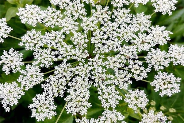 梦见竹子开花是什么意思 梦见竹子开花是什么意思