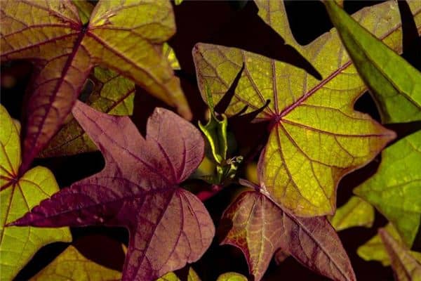 梦见红薯叶是什么意思 梦见红薯叶是什么意思