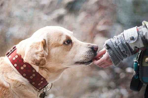 梦见被狗咬手指是什么意思 梦见被狗咬手指是什么意思