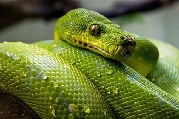 梦见蛇怀孕是什么意思 梦见蛇怀孕是什么意思