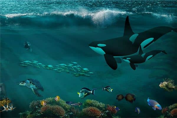 梦见鱼吃鱼是什么预兆 梦见鱼吃鱼是什么预兆