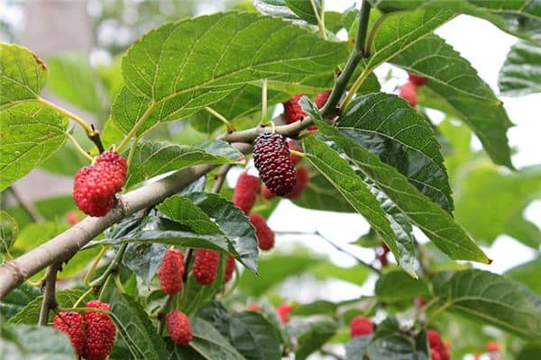 梦见摘桑葚是什么意思 梦见摘桑葚是什么意思