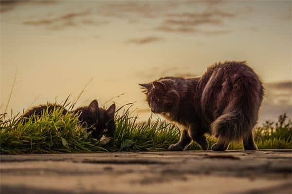 梦见猫打架是什么意思 梦见猫打架是什么意思