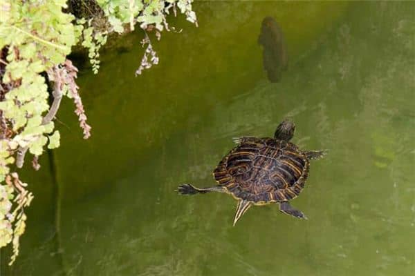 梦见金钱龟是什么意思 梦见金钱龟是什么意思