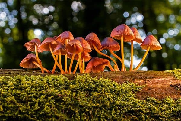 梦见捡蘑菇是什么意思 梦见捡蘑菇是什么意思