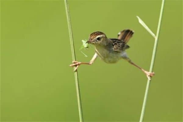 梦见踩高跷是什么预兆 梦见踩高跷是什么预兆