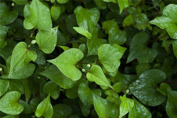 梦见鱼腥草是什么意思 梦见鱼腥草是什么意思