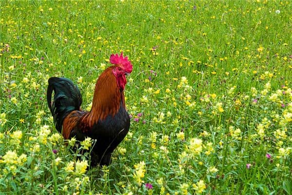 梦见杀公鸡是什么意思 梦见杀公鸡是什么意思