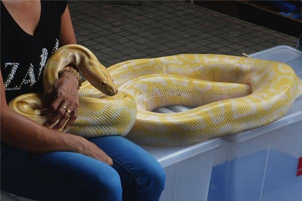 梦到蛇缠腿 梦到蛇缠腿