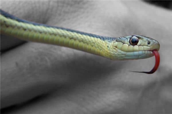 梦见放生蛇是什么意思 梦见放生蛇是什么意思