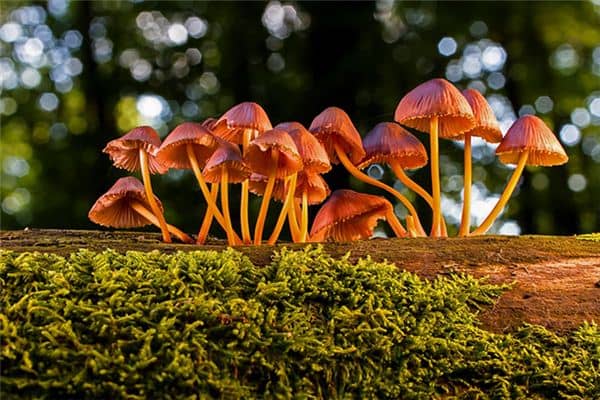 梦见摘蘑菇是什么意思 梦见摘蘑菇是什么意思