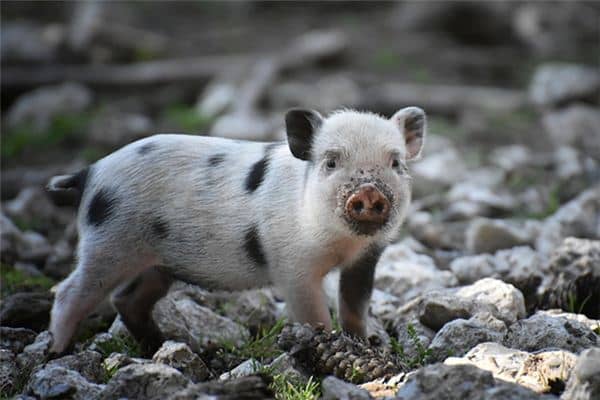 梦见猪说话是什么意思 梦见猪说话是什么意思