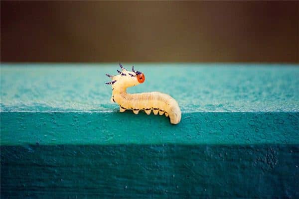 梦见很多蛆是什么意思 梦见很多蛆是什么意思